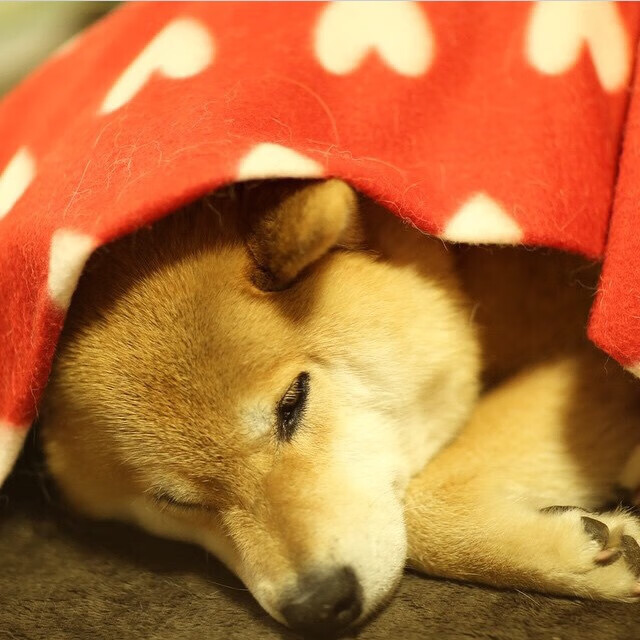 传奇回归!C罗助球队晋级欧冠四强,c罗欧洲杯助攻