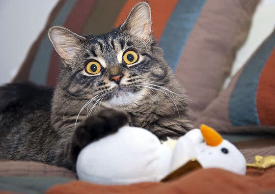 爱游戏app-【大数据分析】投手和击球手的表现如何被“量化”？，投球后击掌算犯规么